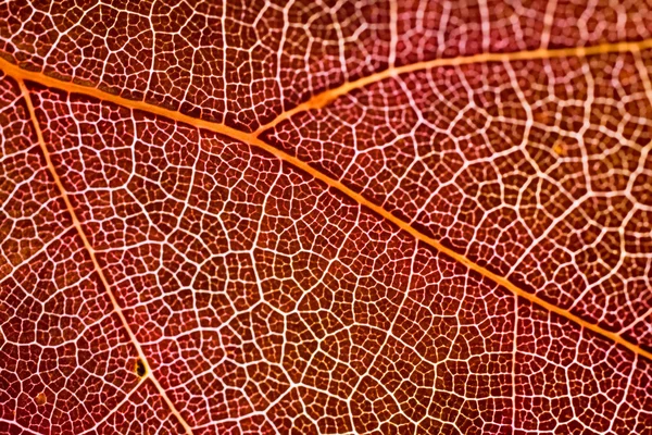 葉の極端なクローズ アップ ロイヤリティフリーのストック写真
