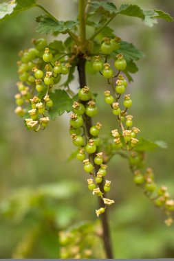 Yeşil ribes rubrum