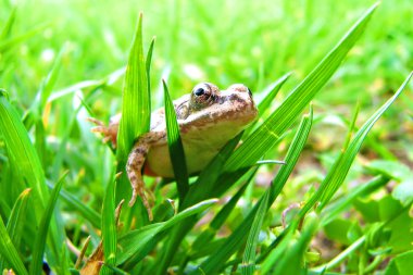 Frog peeking out from behind the leaves clipart