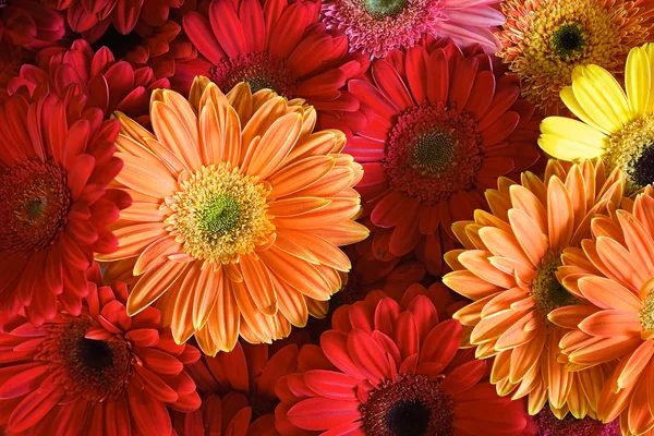 stock image Fresh and vibrant flower bouquet macro.