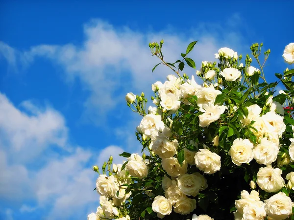 Rosa fiori su sfondo cielo blu — Foto Stock