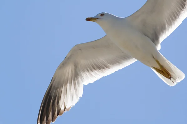 stock image Close-up of seagull, flying over blue sk