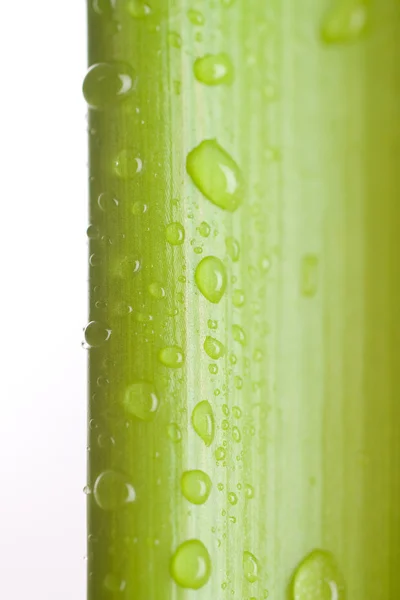 stock image Water drops on plant leaf