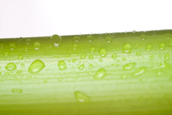 Kapky vody na rostlinné listy — Stock fotografie