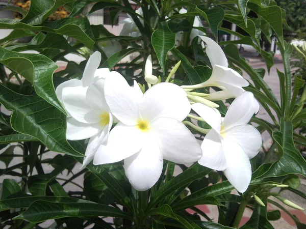Tropische bloem, barranquilla, colombia — Stockfoto