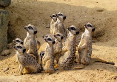 Suricate clipart