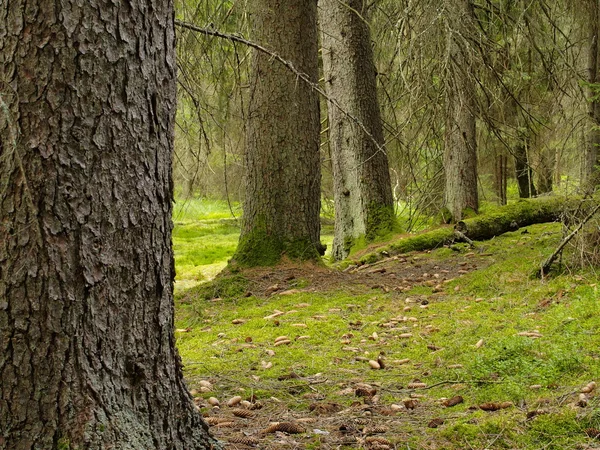 Віргінські ліс — стокове фото