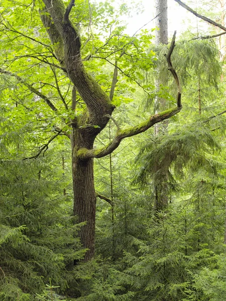 Bakire Ormanı — Stok fotoğraf