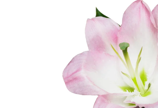 Рожева лілія на білому тлі — стокове фото