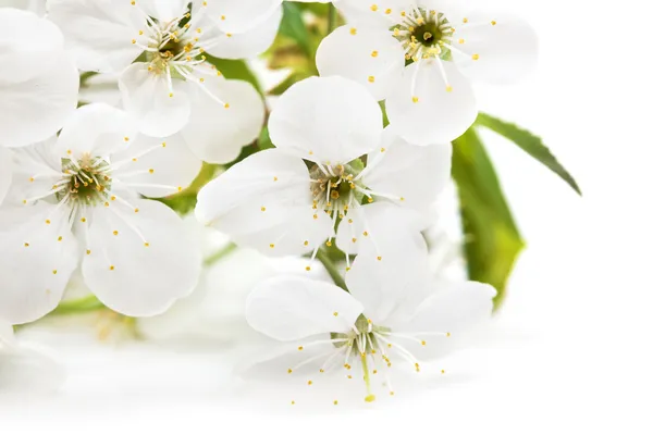 Flores de primavera de sakura em branco — Fotografia de Stock