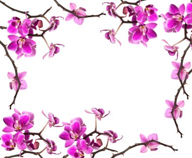 Orchid isolated on white background clipart