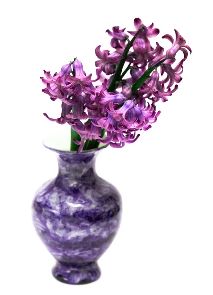 Violette bloemen in blauwe vaas — Stockfoto