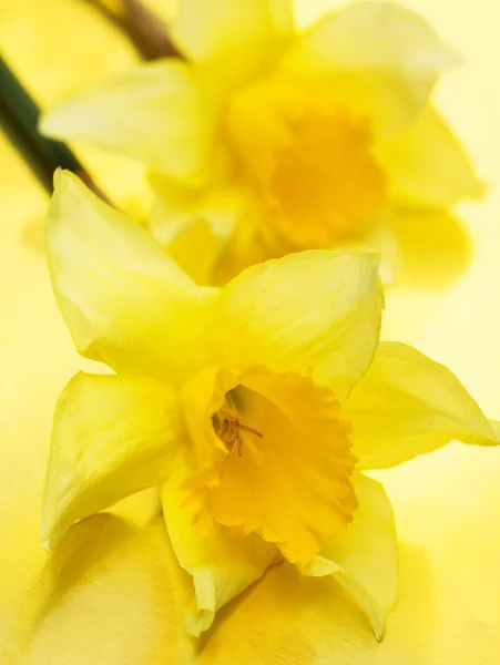 Hermosos narcisos en amarillo —  Fotos de Stock