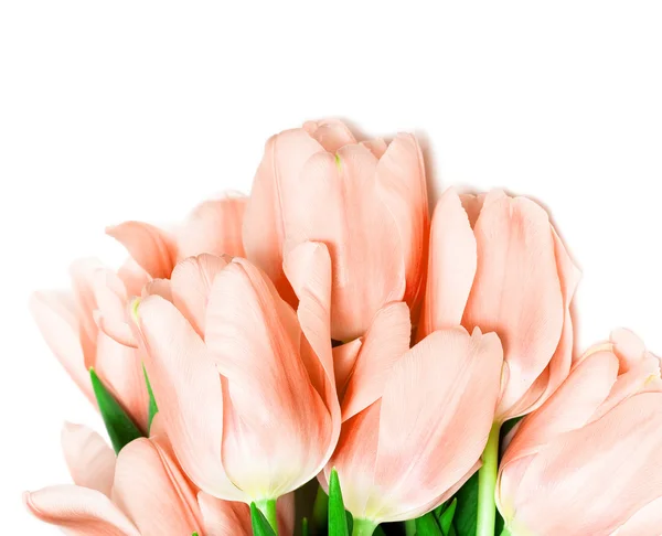 Tulipánok elszigetelt fehér háttér — Stock Fotó