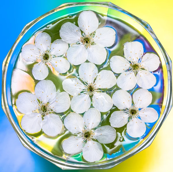 Spring flowers of sakura in water — Stock Photo, Image