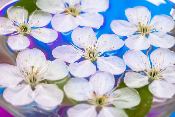 Flores de primavera de sakura em água — Fotografia de Stock