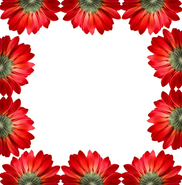 stock image Frame of red flowers isolated