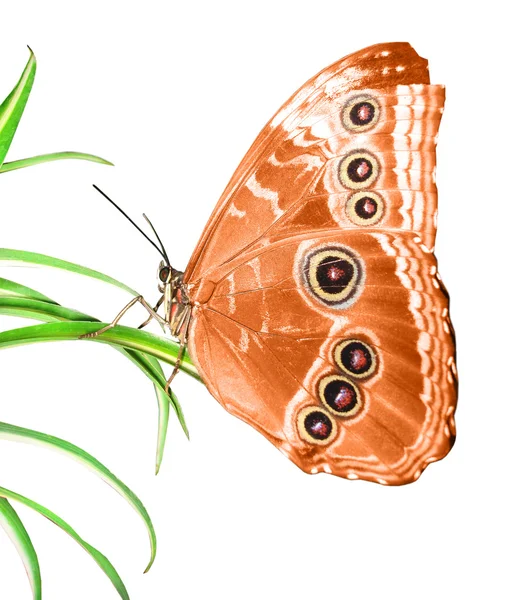 Прекрасний метелик на зеленому листі — стокове фото