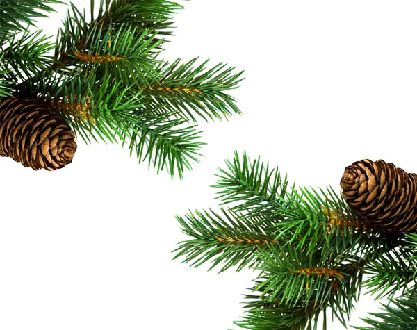 Zweig des Weihnachtsbaums auf weiß — Stockfoto