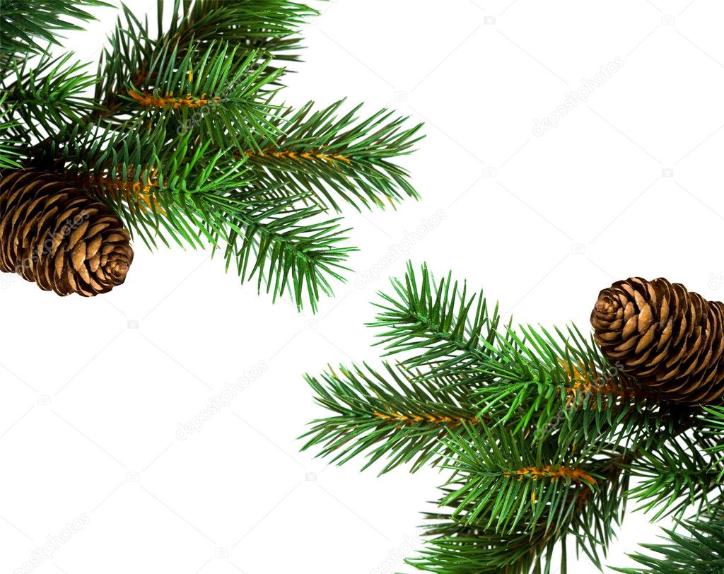 Branch of Christmas tree on white