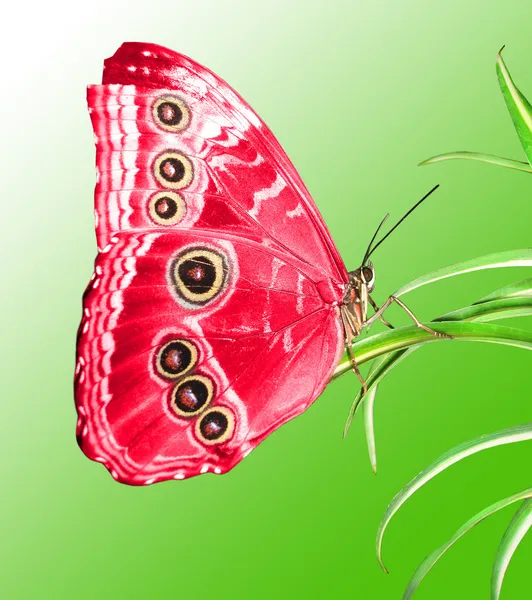Yeşil bir yaprağın üzerinde güzel bir kelebek — Stok fotoğraf