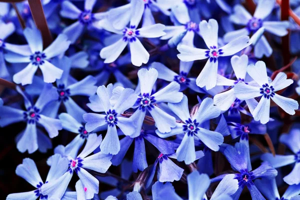 Flores azules para la decoración —  Fotos de Stock