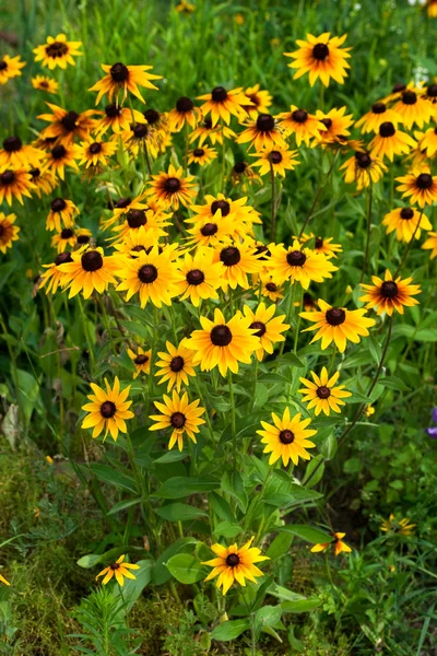 Vacker gul blomma på fältet — Stockfoto