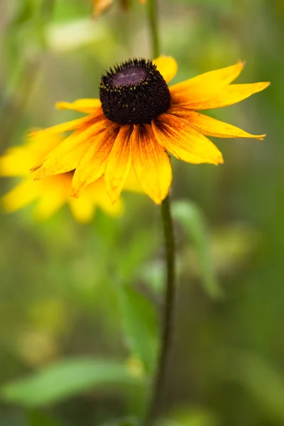 Hermosa flor amarilla en el campo — Foto de Stock