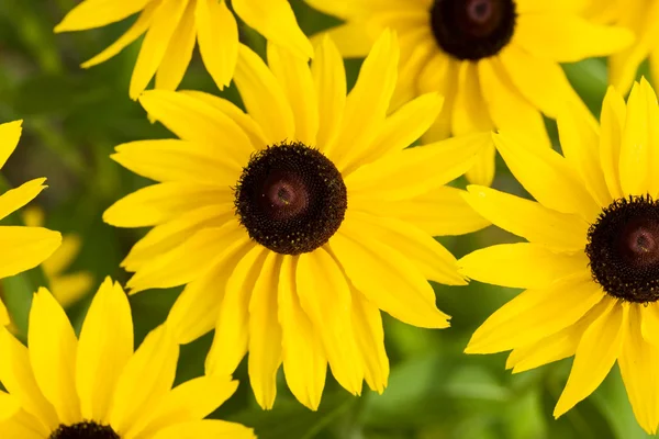 Красива жовта квітка на полі — стокове фото