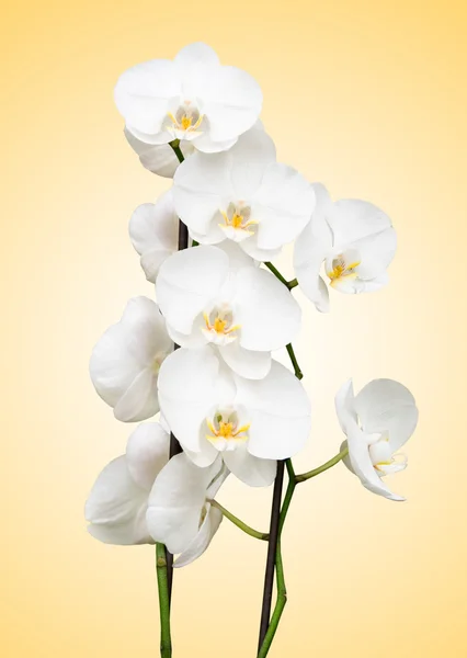 Witte orchidee op gele achtergrond — Stockfoto