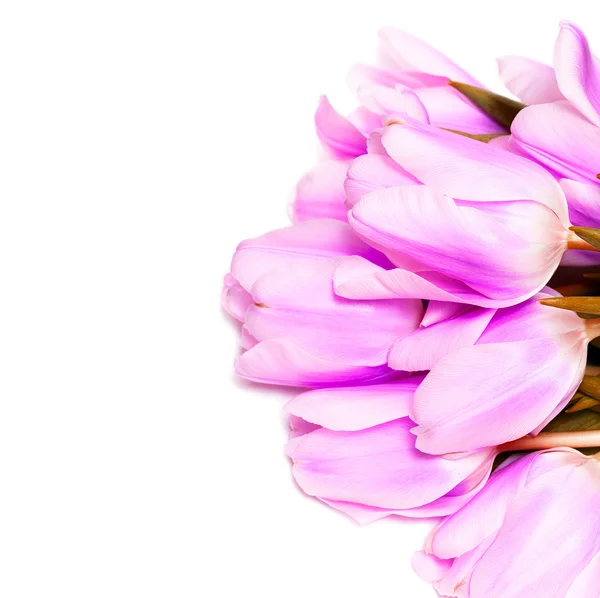 Tulips isolated on white background — Stock Photo, Image