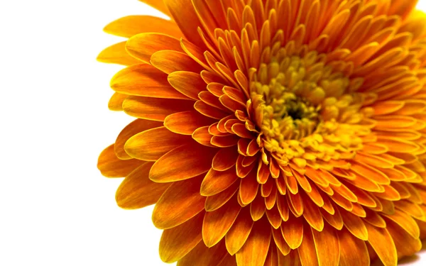 Oranje bloem geïsoleerd — Stockfoto