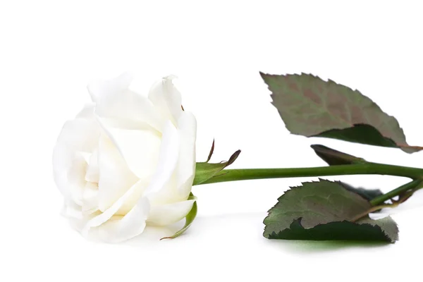 Rosa aislada sobre fondo blanco —  Fotos de Stock