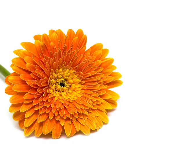 Fleur orange isolée — Photo
