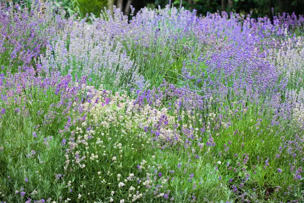 Fält med många blommor av lavendel — Stockfoto