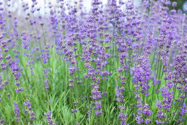 Veld met veel bloemen van lavendel — Stockfoto