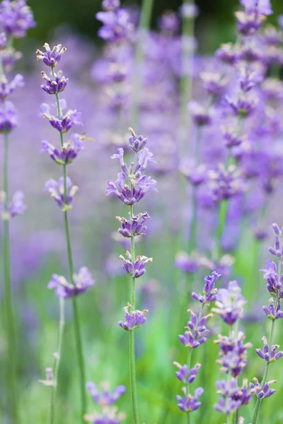 Feld mit vielen Lavendelblüten — Stockfoto