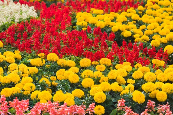 Alan üzerinde kırmızı ve turuncu çiçekler — Stok fotoğraf