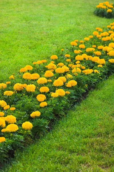 Orange blommor på gröna fält — Stockfoto