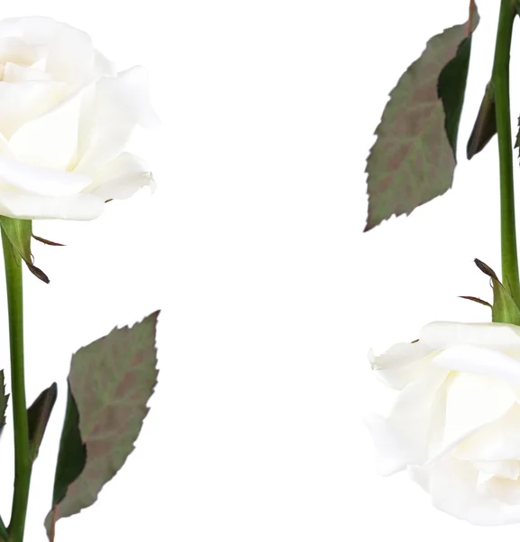 Rosa isolado no fundo branco — Fotografia de Stock