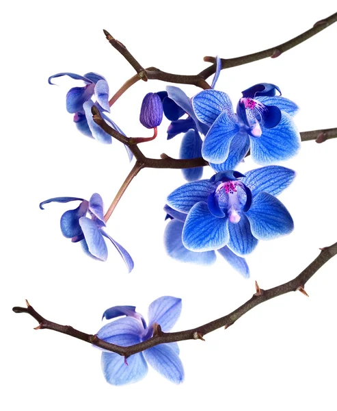 Orquídea aislada sobre fondo blanco — Foto de Stock