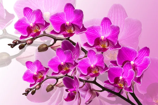 Mooie orchidee op roze achtergrond — Stockfoto