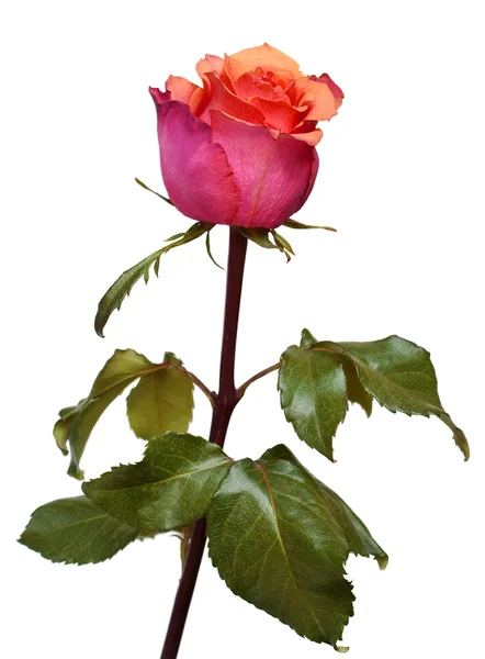 Pink rose isolated on white background — Stock Photo, Image