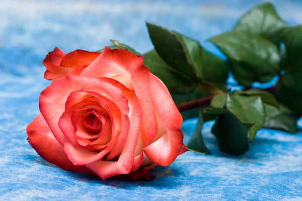 Red rose on blue background — Stock Photo, Image