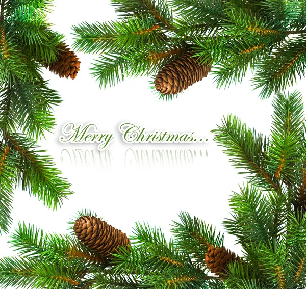Ramo dell'albero di Natale su bianco — Foto Stock