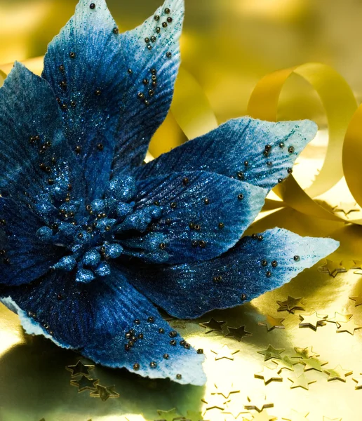 Blue flower poinsettia — Stock Photo, Image