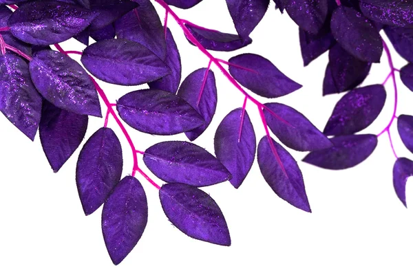 Foglie viola isolate — Foto Stock