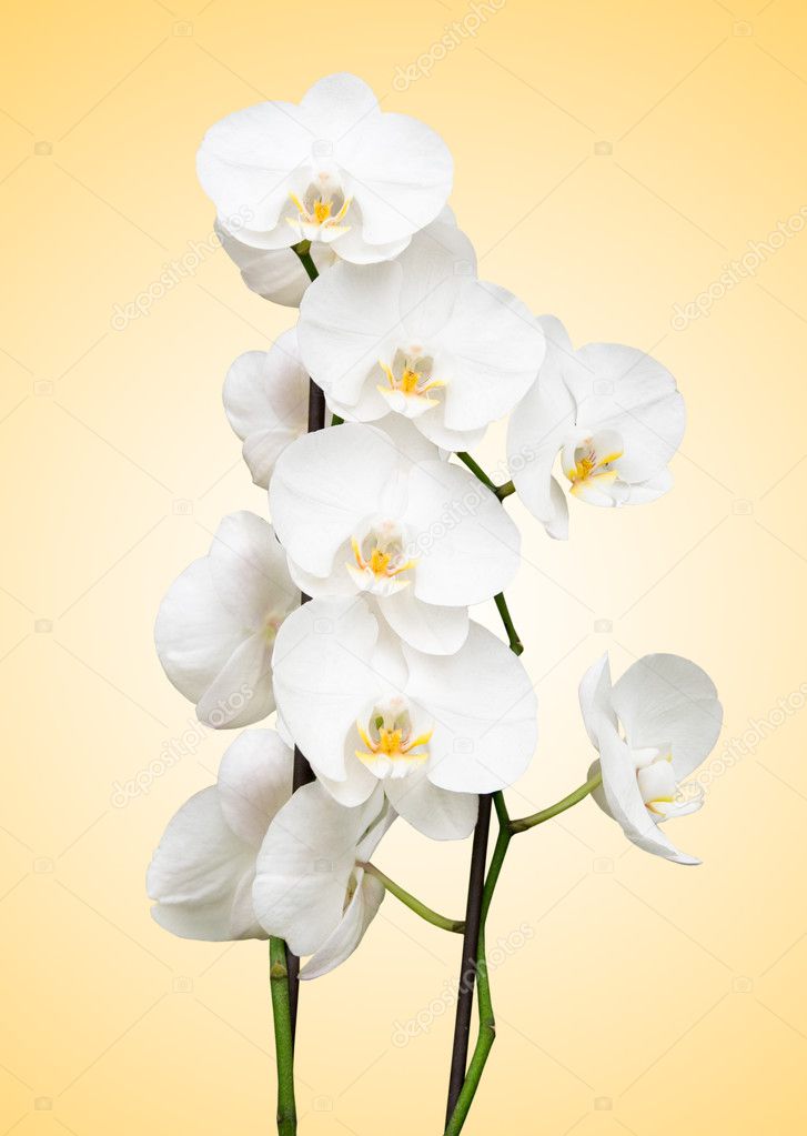 White orchid on yellow background