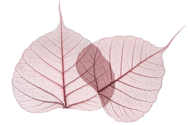 Браун листя ізольовані — стокове фото