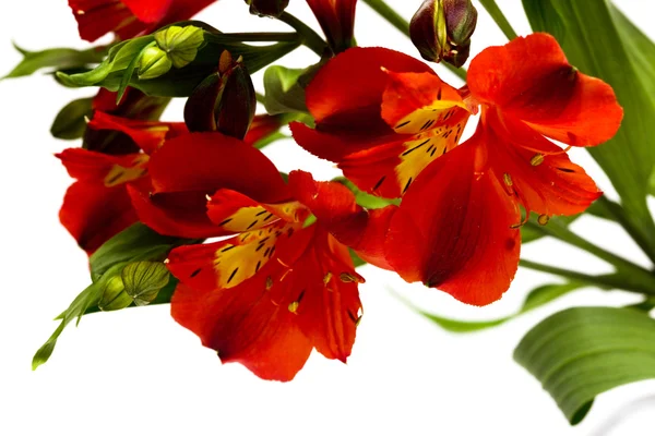 Flores vermelhas isoladas — Fotografia de Stock
